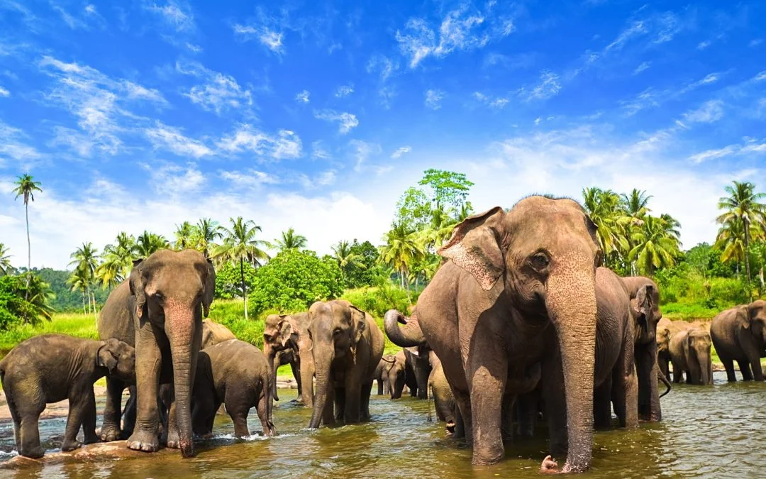 Negambo–Pinnawala–Kandy–Colombo