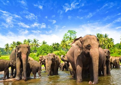 Negambo–Pinnawala–Kandy–Colombo