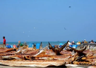Negombo, Pinnawala, Sigiriya, Polonnaruwa, Kandy, Nuwara Eliya, Yala, Galle, Colombo
